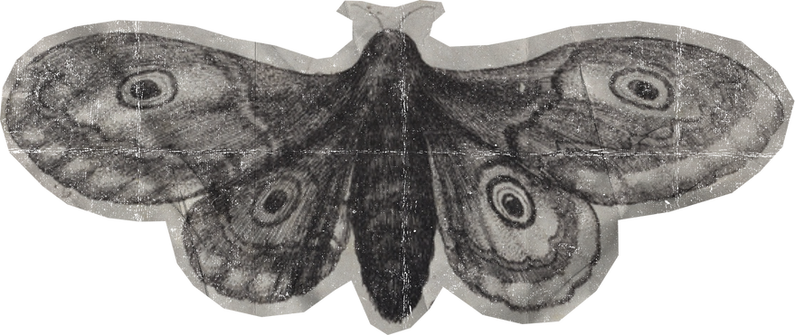 Weathered Historical Butterfly Cut-out