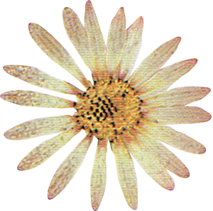 Flower Plant Texture